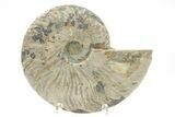 Silver Iridescent Ammonite (Cleoniceras) Fossil - Madagascar #219568-1
